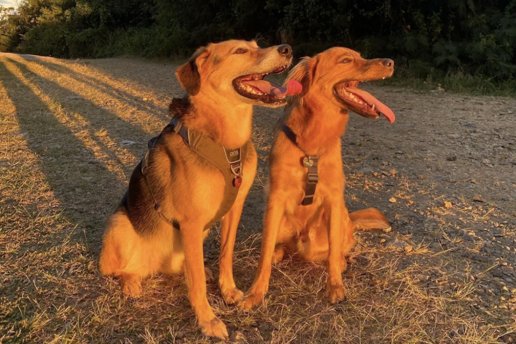 Chiens Victoria Henno Chiens Victoria Henno